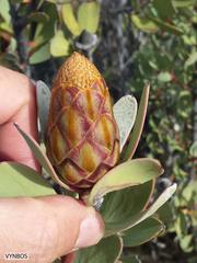 Protea glabra