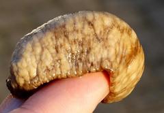 Laevicaulis natalensis natalensis