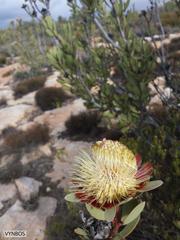 Protea glabra