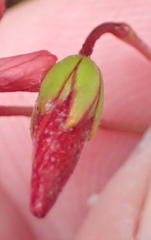 Oxalis pendulifolia
