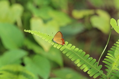 Heliophorini