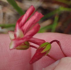 Oxalis pendulifolia