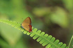 Heliophorini