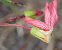Oxalis pendulifolia