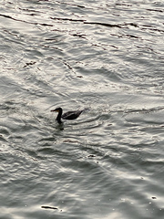 Phalacrocorax carbo