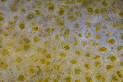 Asperococcus