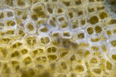 Asperococcus