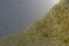 Asperococcus