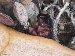 Anacampseros retusa
