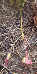 Oxalis pendulifolia