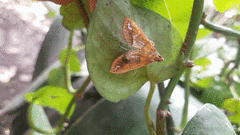 Diaphania fumosalis