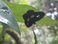 Gerosis phisara