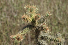 Cylindropuntia prolifera