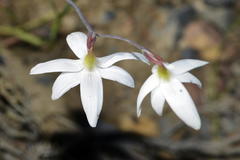 Hesperantha bachmannii