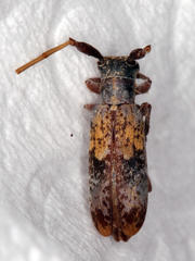 Eunidia subtergrisea