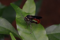 Mutillinae
