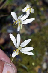 Hesperantha bachmannii