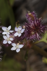 Trachymene cyanopetala