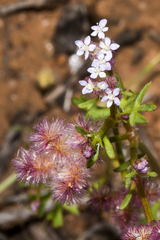Trachymene cyanopetala