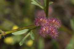 Trachymene cyanopetala