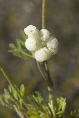 Trachymene cyanopetala