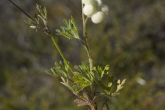 Trachymene cyanopetala
