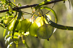 Dioscorea hastifolia
