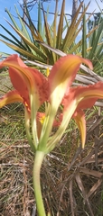 Lilium catesbaei image