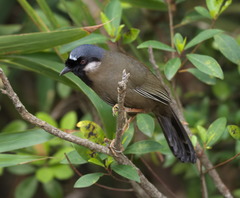 Pterorhinus chinensis