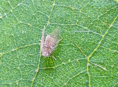 Psychoda