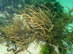 Bifurcariopsis capensis