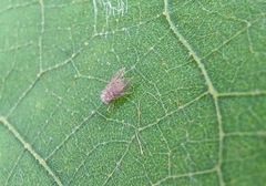 Psychoda