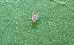 Psychoda