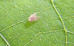 Psychoda