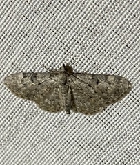 Eupithecia pusillata