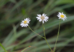 Aster hispidus