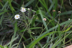 Aster hispidus