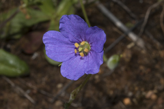 Erodium cygnorum