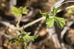 Erodium cygnorum