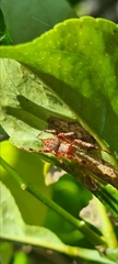 Salsa brisbanae
