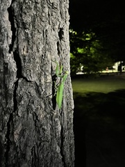 Hierodula patellifera patellifera