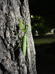 Hierodula patellifera patellifera