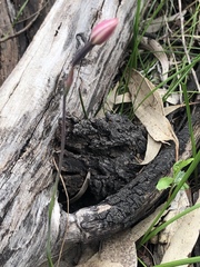 Thelymitra luteocilium