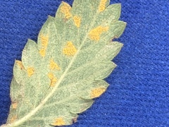 Quasipucciniastrum ochraceum