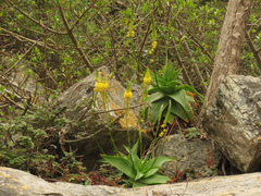 Bulbine latifolia latifolia