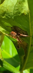 Salsa brisbanae