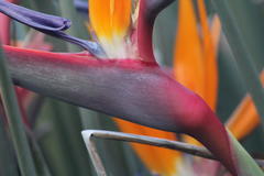 Strelitzia reginae reginae