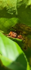 Salsa brisbanae