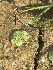 Ricciaceae