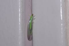 Chrysoperla furcifera